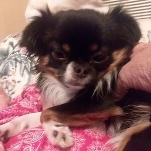 Meet your Posher, Joyce